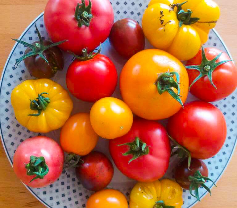 How to plant, grow and harvest tomatoes in 14 steps