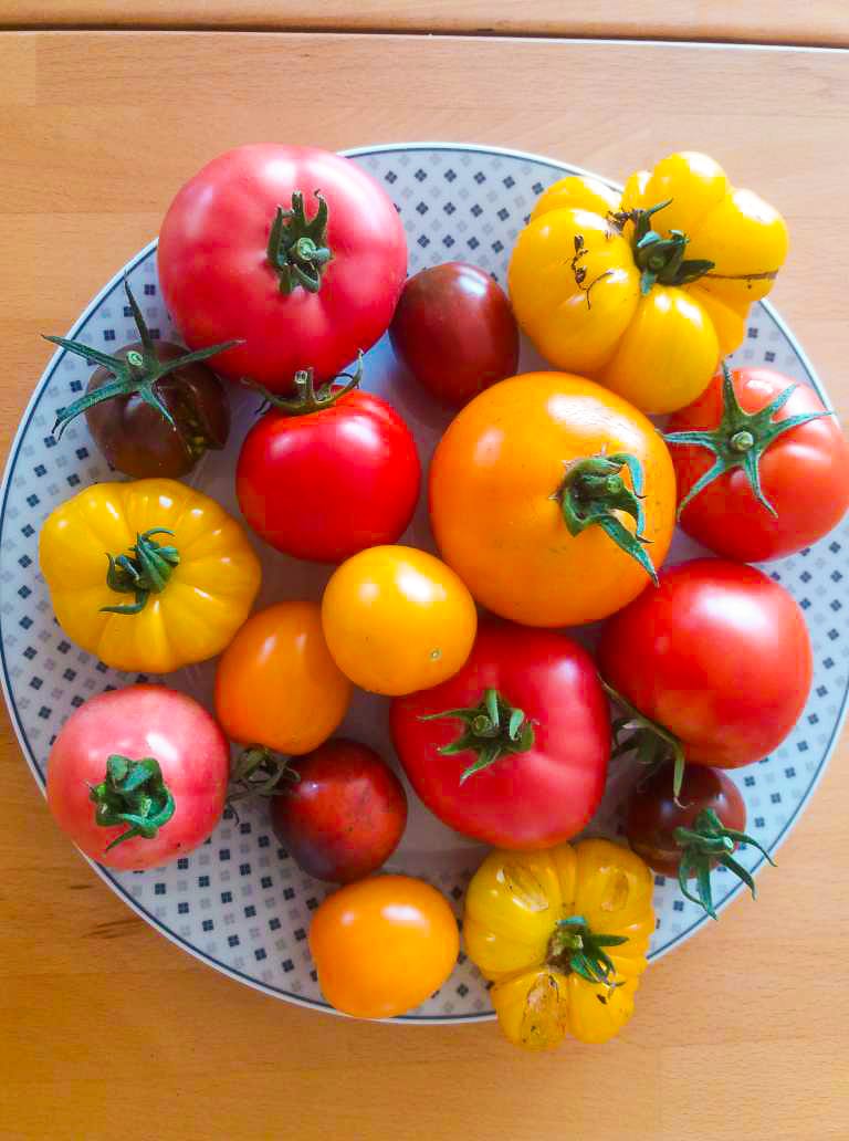 Tomato varieteis