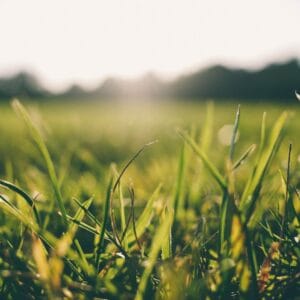 Long grass