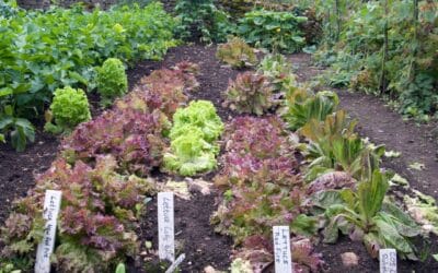 Beginner’s Guide: How to Start A Vegetable Garden