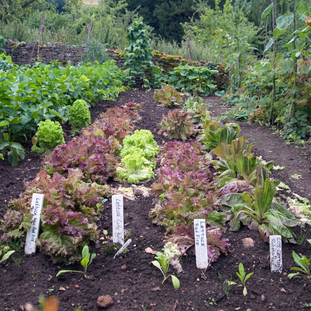 What vegetables do you want to grow?