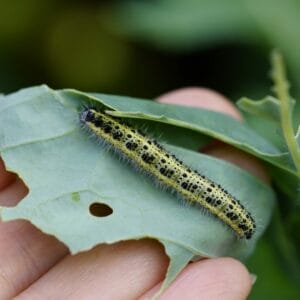 Pests and diseases