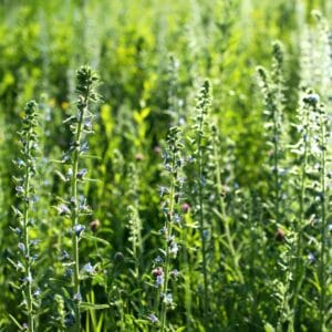 Phacelia plants 