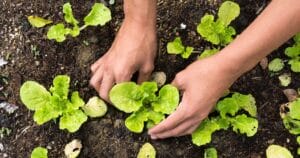 Planting seedlings