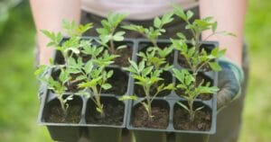 Tomato Seedlings