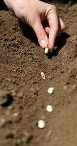 Direct sowing