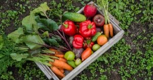 Beginner's Guide: How to build a vegetable garden