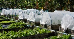 Physical plant protection with nets