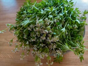Freshly picked woodruff