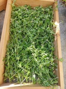 Woodruff left to dry