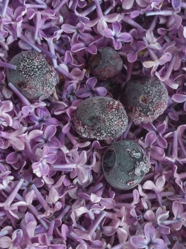 Lilac flowers and blueberries for colour