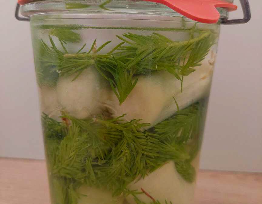 Fermented asparagus with spruce tips