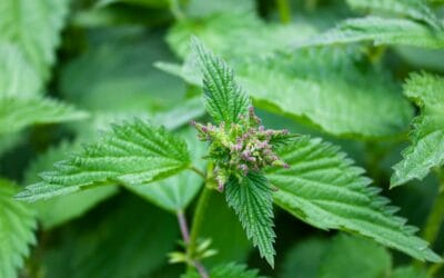 Natural Fertilisers From Plants