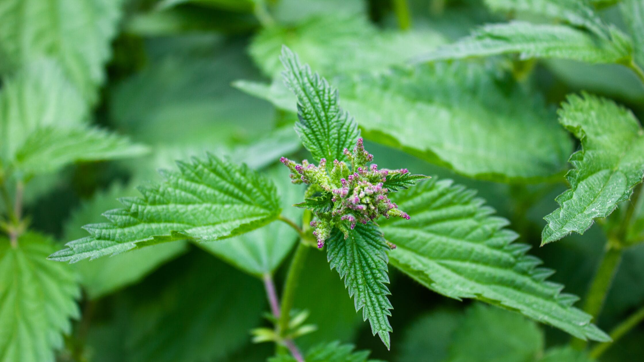 Stinging nettle