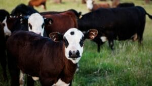 Cattle manure