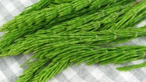Field horsetail