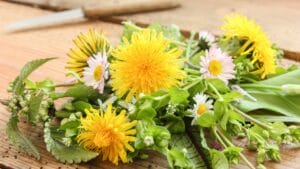 Natural fertilisers from plants: wild herbs
