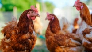 Chickens