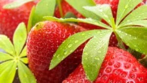 Strawberry woodruff jam