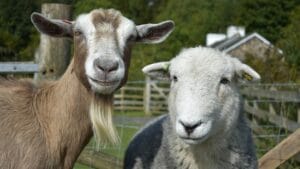 Sheep and goat