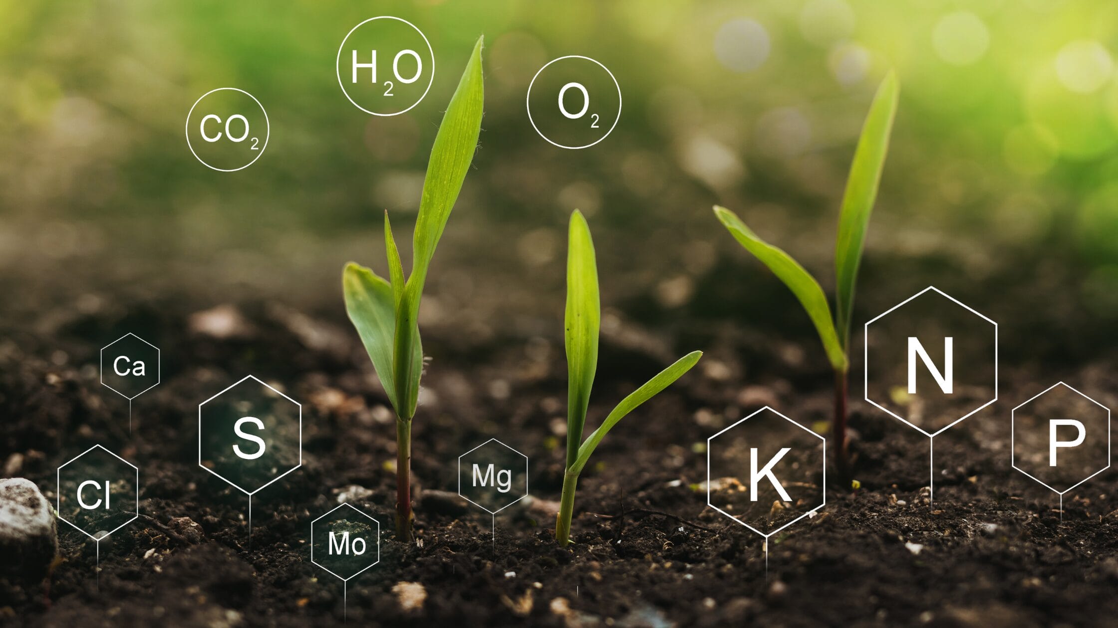 Plant nutrients