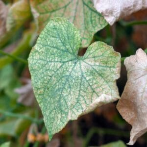 Plant disease caused by imbalanced nutrients