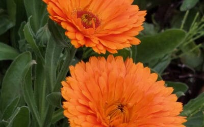 Five uses for calendula