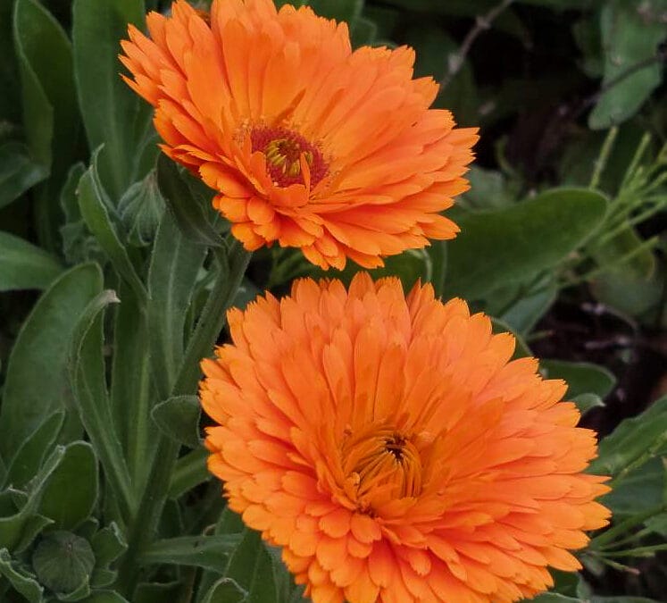 Five uses for calendula