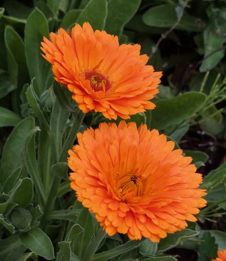 Five uses for calendula