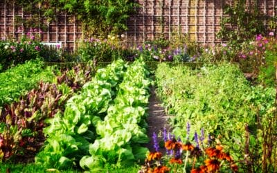What vegetables to sow and plant in July