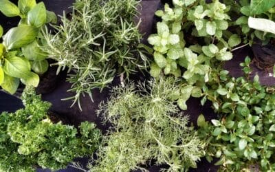 Six great ways to preserve herbs