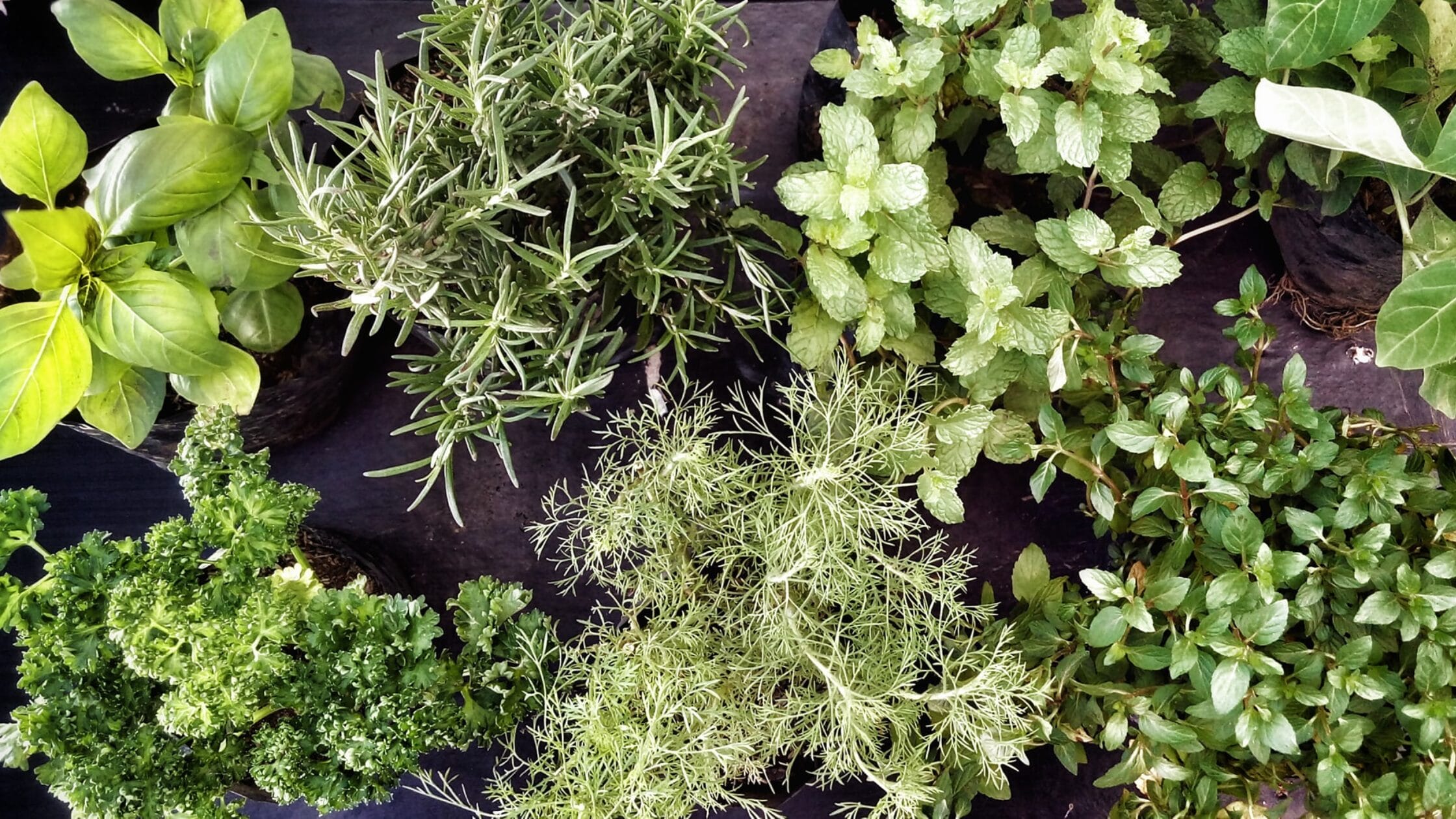 Six ways to preserve herbs