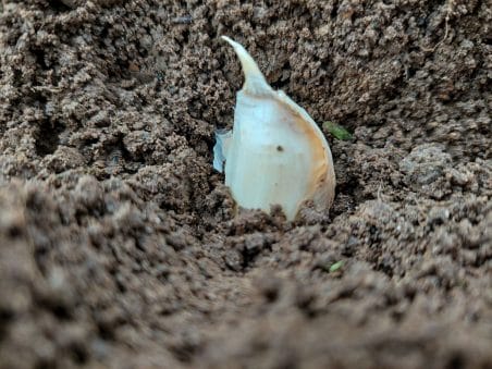 How to plant garlic