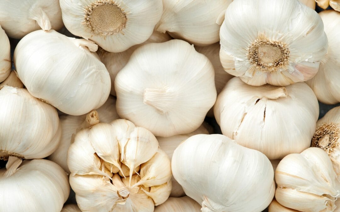 How and when to plant garlic