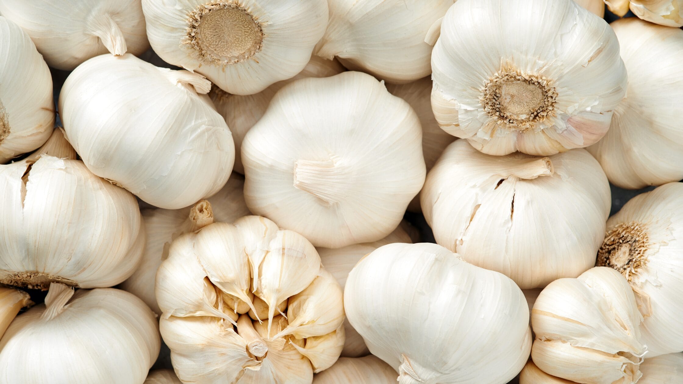 Garlic bulbs
