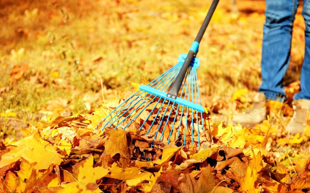Autumn garden cleanup
