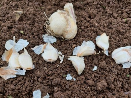 Garlic bulb