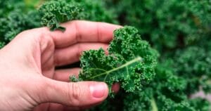 Kale