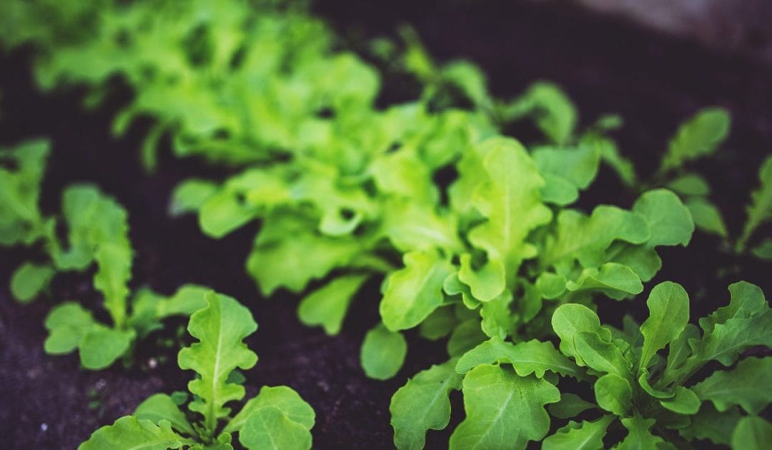 February Seed Starting: Your Guide to Early Spring Garden Prep