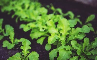 February Seed Starting: Your Guide to Early Spring Garden Prep