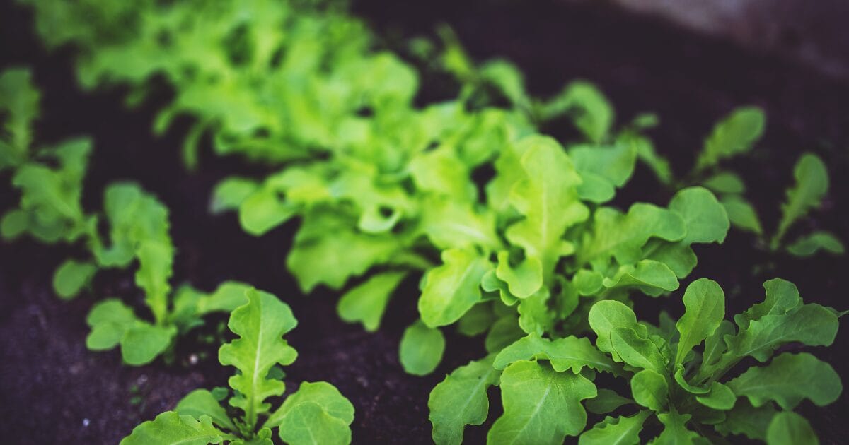 Lettuce seedlings