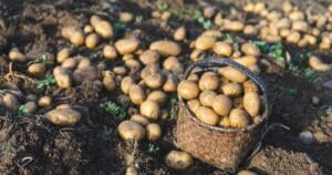 potatoes