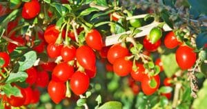 Bush tomatoes: easy for beginners