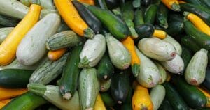 Zucchini / summer squash in different varieties