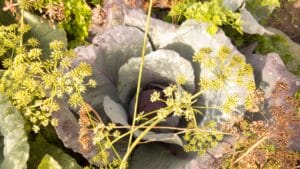 Companion planting: cabbage and dill