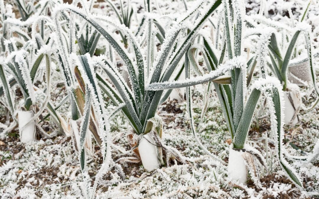 Garden Tasks in January: Setting Up Your Vegetable and Fruit Garden for Success