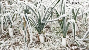 Don't harvest frozen vegetables