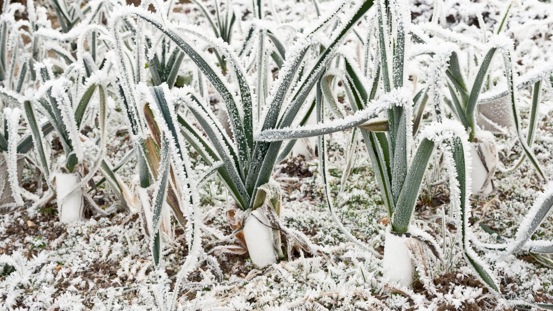 Don't harvest frozen vegetables