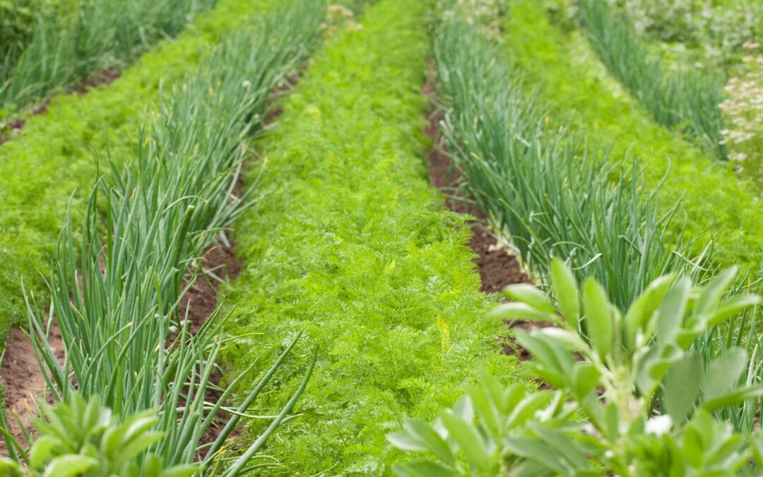 10 Surefire Companion Planting Pairs for First-Time Gardeners