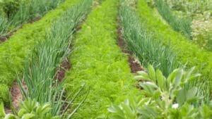 Carrots and onions